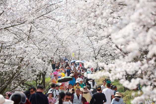 (GloriousGuizhou)CHINA-GUIZHOU-GUI'AN-CHERRY BLOSSOMS (CN)