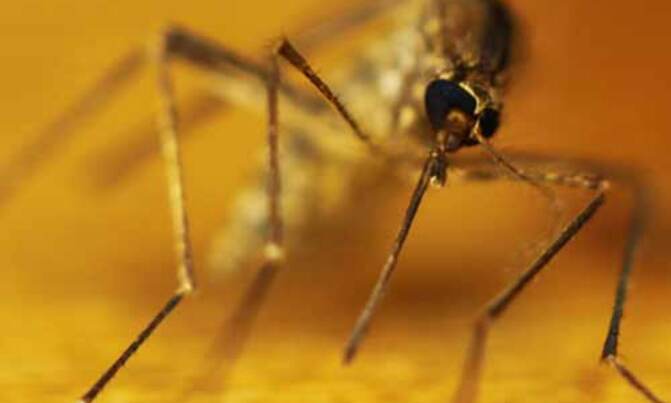 Drug-resistant malaria parasite spreading Drug-resistant malaria parasite spreading