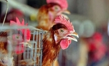 Joyce bird flu claims leave egg on face