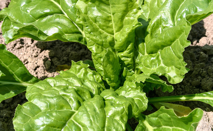 Nature campaigners are blaming low numbers of butterflies on sugar beet pesticides