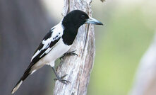  The Pied butcherbird