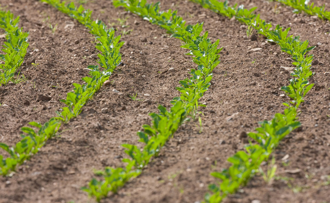 Farmers in Scotland are being urged to rethink sugar beet production