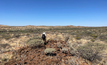  Kingfisher’s Matt Roach mapping carbonatite intrusions in the Gascoyne