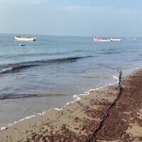 TN: Seaweed washes ashore in Thoothukudi, fishermen link phenomenon to climate change