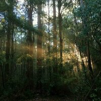 Climate change is driving a silent, sinister change in Australia's mountain ash forests