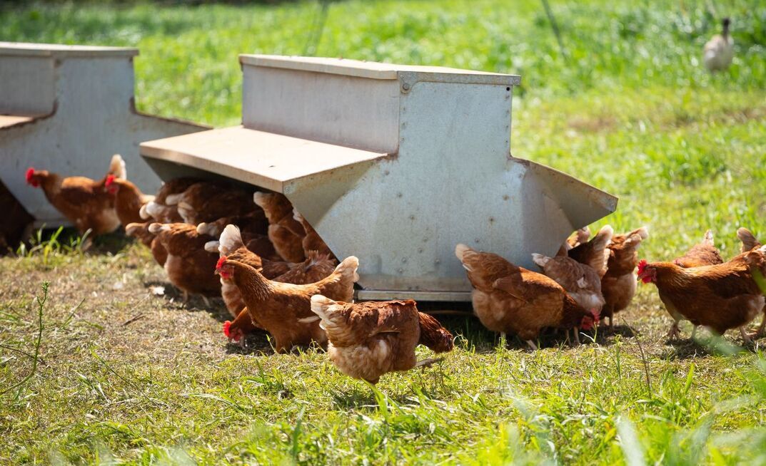H5 bird flu has been detected in Australia.