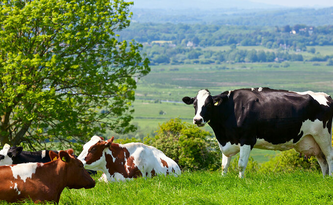 Staffordshire Police said three cows were recently stolen from Amerton 51AVƵin Stowe-by-Chartley (generic image)