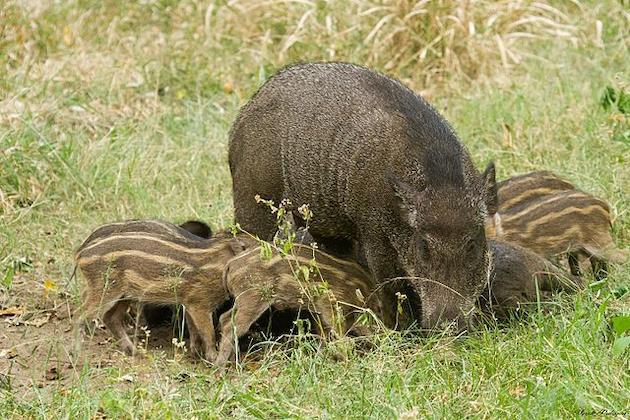 Wild boar found with swine fever in Italy, could close pork industry