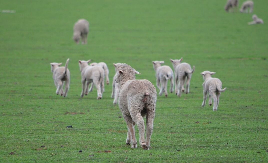 Agrista consultant, Jess Paton, said diving into numbers and key performance indicators can help sheep producers get ahead.  