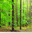 Green shoots of recovery for timber