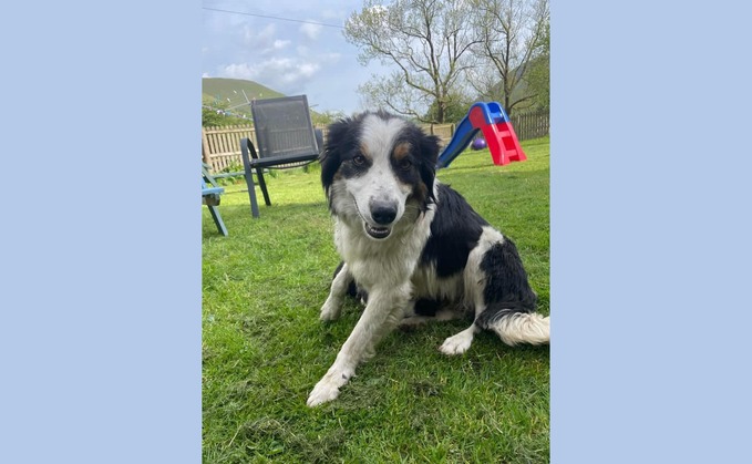 Welsh sheepdog Meg went missing in Snowdonia National Park for four days (Aberdyfi Search and Rescue Team)