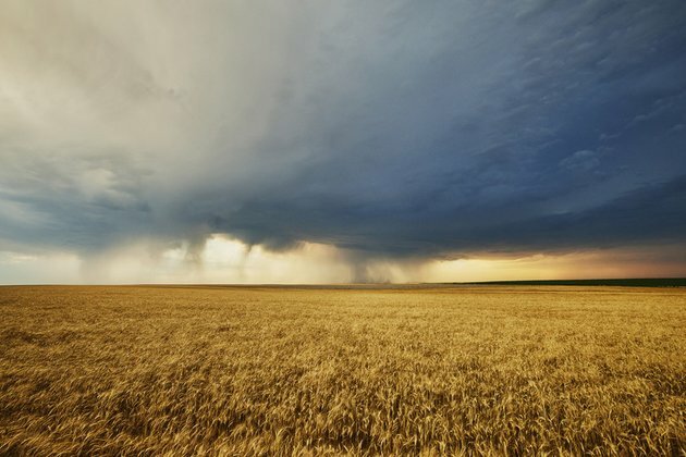 Global wheat war is coming media