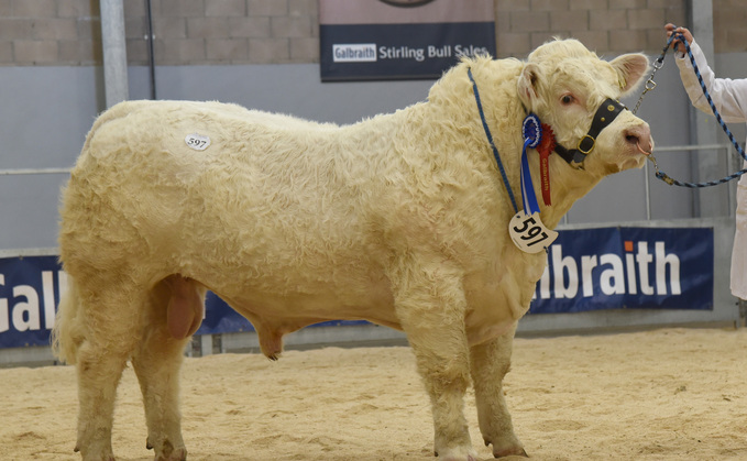 Reserve junior champion and top price Barnsford Thistle which sold for 50,000gns to David Timm, York. 