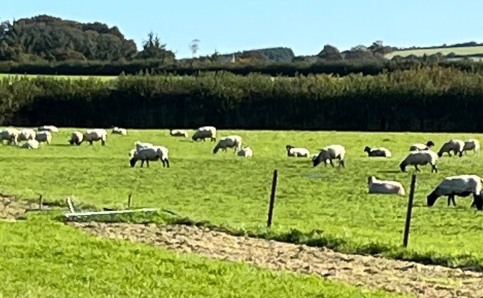 Football matches can be called off for all sorts of reasons due to snow, ice and torrential rain. But has a game been called off before because of a sheep invasion on the pitch?