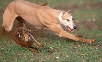 New guideline gives courts more powers to deal with hare coursers