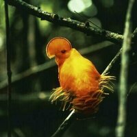 70 years of data show extreme heat is already wiping out tropical bird populations