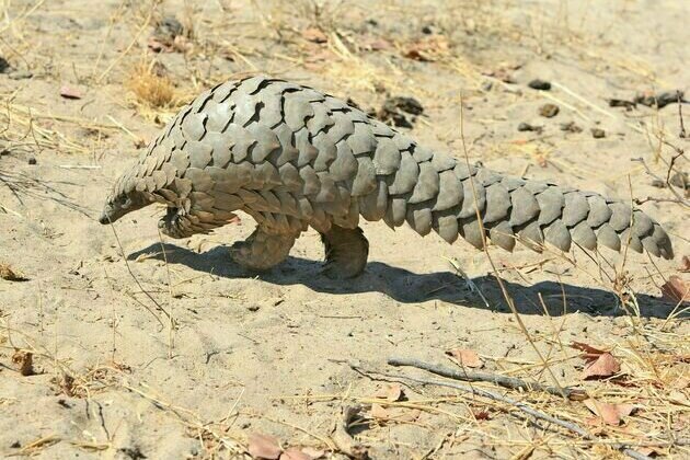 First fossil pangolin tracks discovered in South Africa
