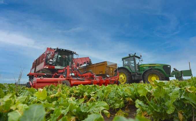 Sugar beet yields look promising across trial and commercial crops