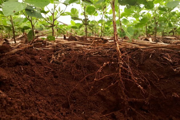 Mutant roots reveal how we can grow crops in damaged soils
