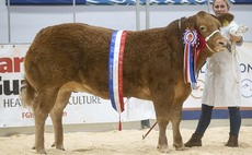Agri-Expo 21: Heifers lead beef judging