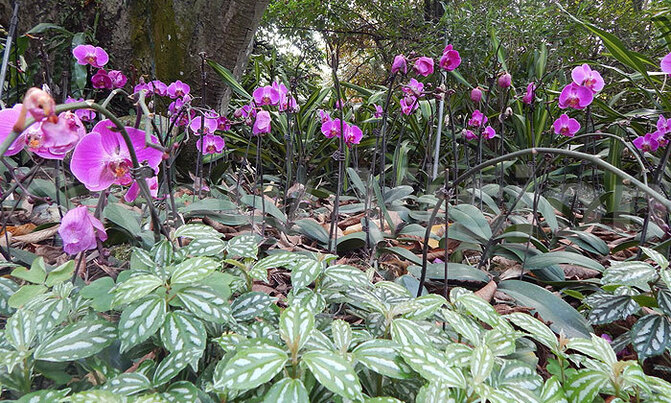 Xinlong tropical botanical garden: a creative blend of agriculture and tourism Xinlong tropical botanical garden: a creative blend of agriculture and tourism