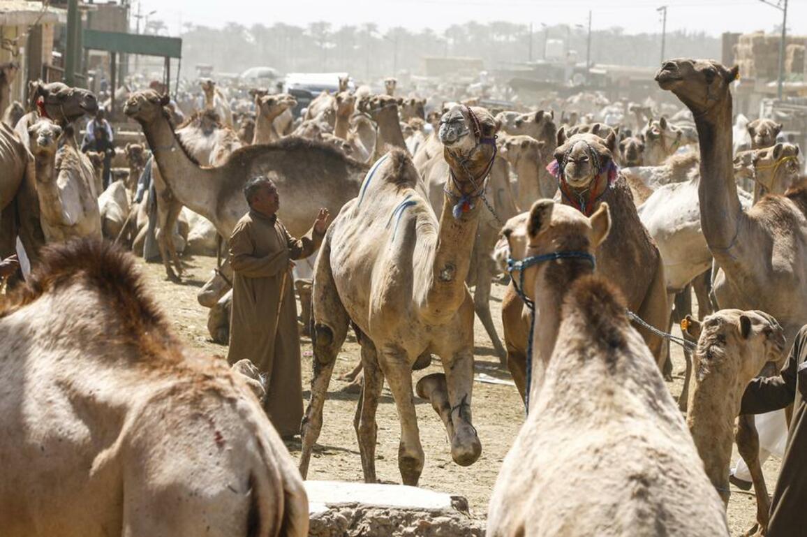 Rising costs drive more Egyptians to choose camels for Eid al-Adha sacrifices