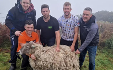 Farmers rescue 'Britain's loneliest sheep'