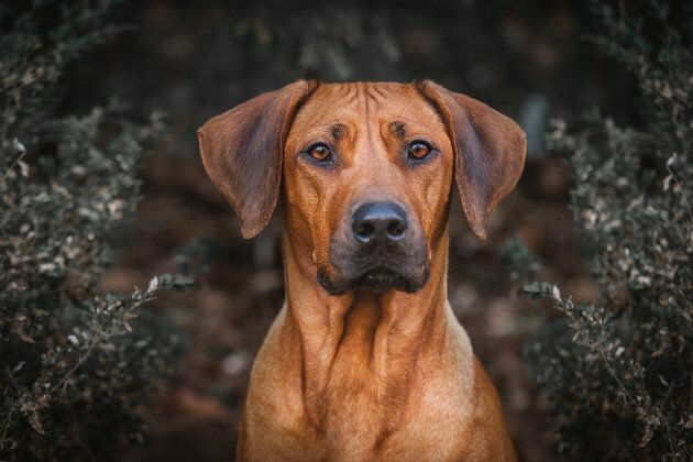 Dogs in the city: on the scent of Zimbabwe&#039;s urban history