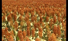  A genetic solution may reduce the risk of lodging in sorghum. 