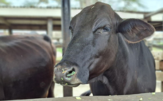 The smallholder farmer: The backbone of the Kenyan dairy sector  