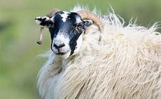 Sheep killed in suspected dog attack at Dumfriesshire farm