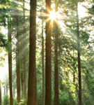 Wood for Good backs Timber Expo