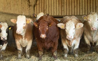 Food production working hand in hand with nature on Buckinghamshire beef and sheep farm