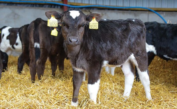 Scots calf registrations at 10-year high