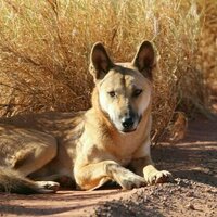 Dingoes are not domestic dogs - new evidence shows these native canines are on their own evolutionary path