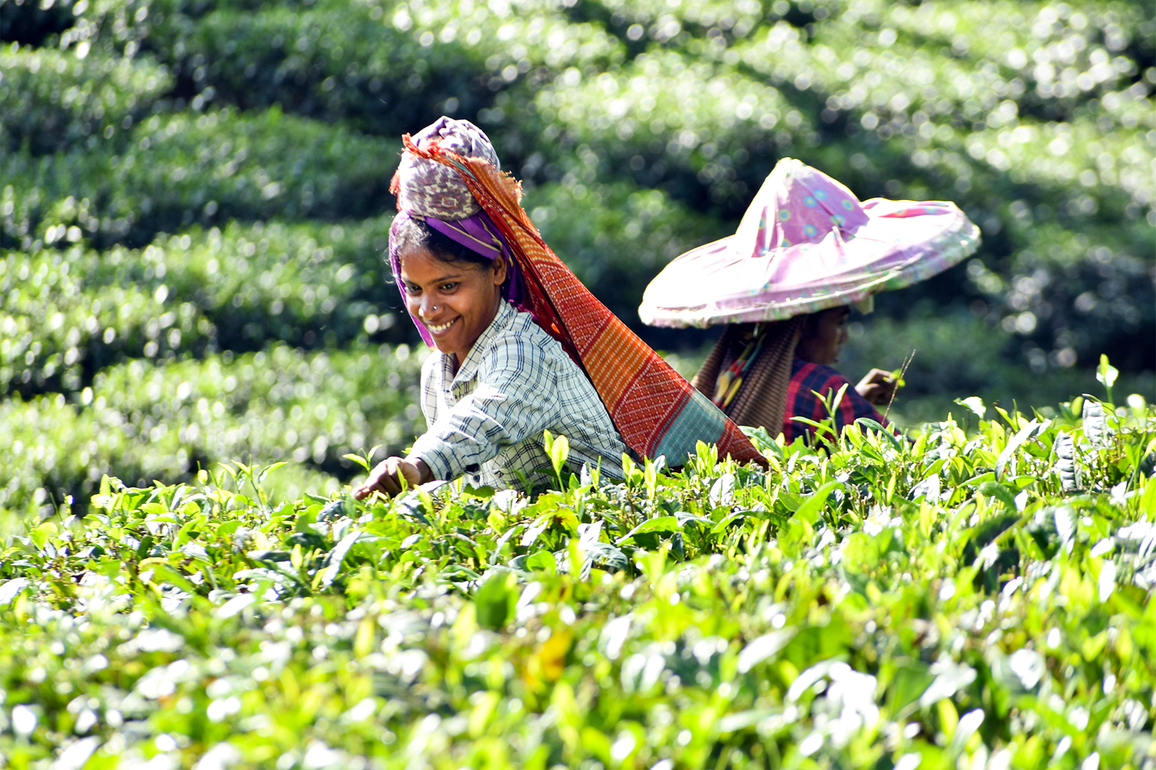 Centre launches NCVET-approved skill courses on tea sommeliers and tea tasting