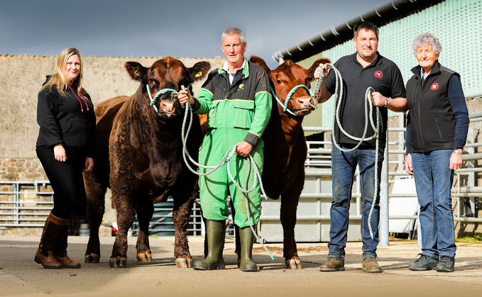 Mosshall herd gears up for Stirling Bull Sales