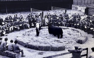Aberdeen-Angus breed looks to the future as it reflects on major milestone