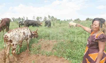 Mugagga ng'alaga ezimu ku nte eziri ku ffaamu ye. Mugagga ng'alaga ezimu ku nte eziri ku ffaamu ye.