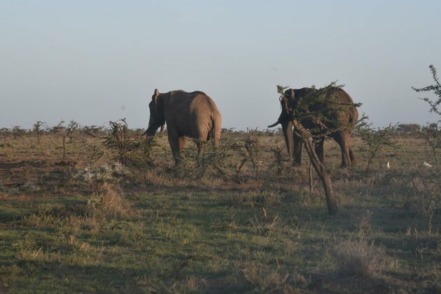 Kenyan farmers test &#039;smart&#039; fences to curb elephant invasions