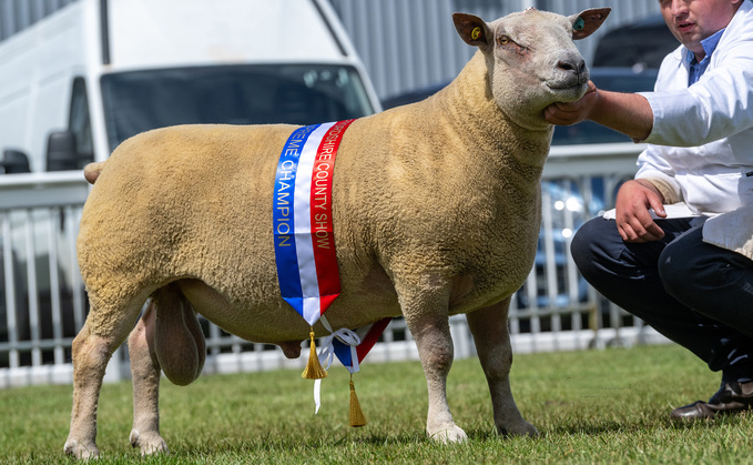 Inter-breed and Charollais champion, Boyo Bravemansgame, from Dave Roberts. Inter-breed and Charollais champion, Boyo Bravemansgame, from Dave Roberts.