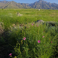 (VistaNingxia)CHINA-NINGXIA-HELAN MOUNTAIN-SCENERY (CN)