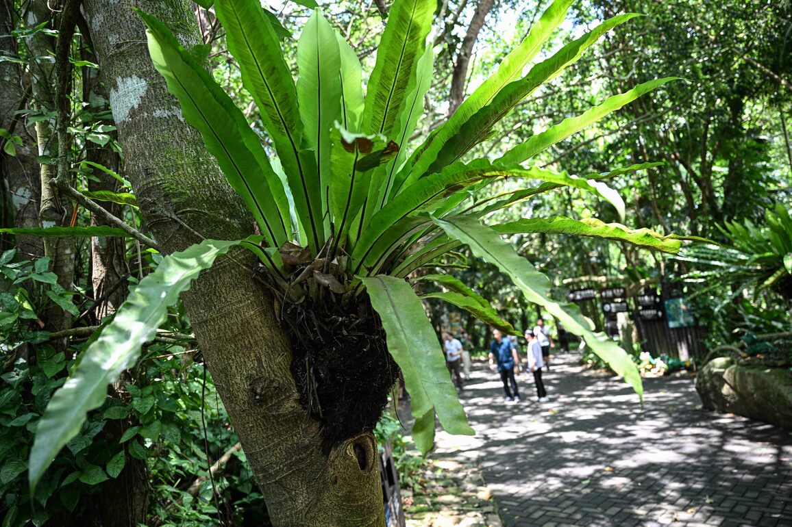 (HainanOutlook)CHINA-HAINAN-TROPICAL RAIN FOREST-SCENERY (CN)