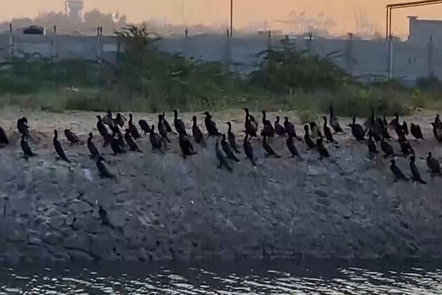 Tamil Nadu: Flocks of cormorants spotted at estuary coastal area near Thoothukudi port