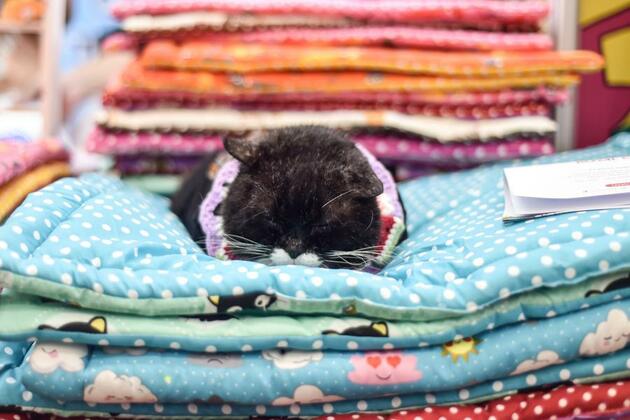 Asia Album: Indonesia Pet Fest 2025 -- Vibrant gathering for animal enthusiasts