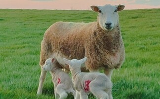 First bluetongue case recorded in UK since February