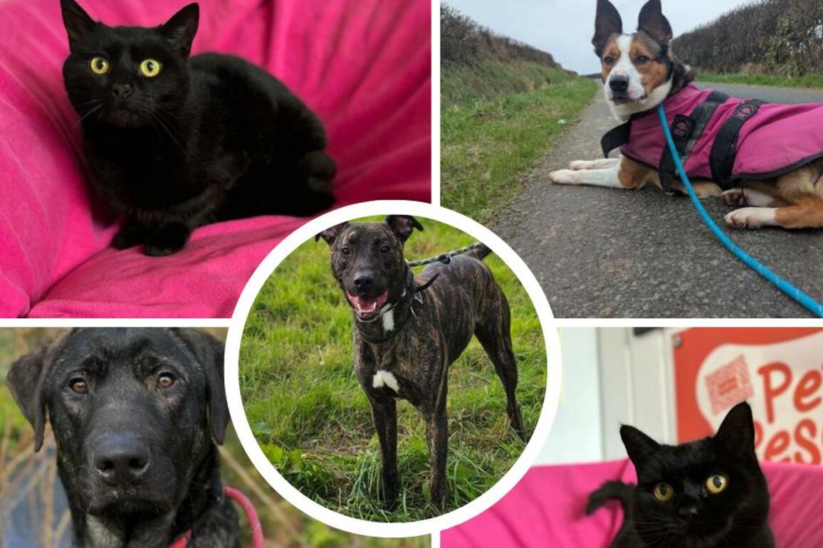 Greenacres Rescue cats and dogs up for adoption this Easter