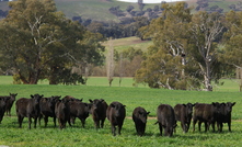 HGPs hasten weight gain and increase the frame size and mature weight of cattle, provided they have adequate nutrition.  Credit: Pamela Lawson.