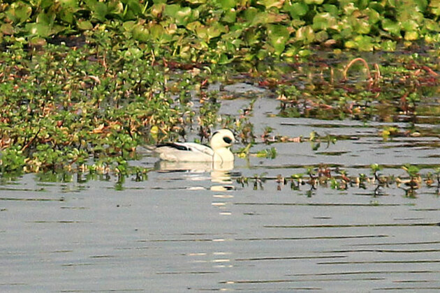 Assam: 105,540 waterbirds of 107 species recorded in 7th Kaziranga Waterbird Count