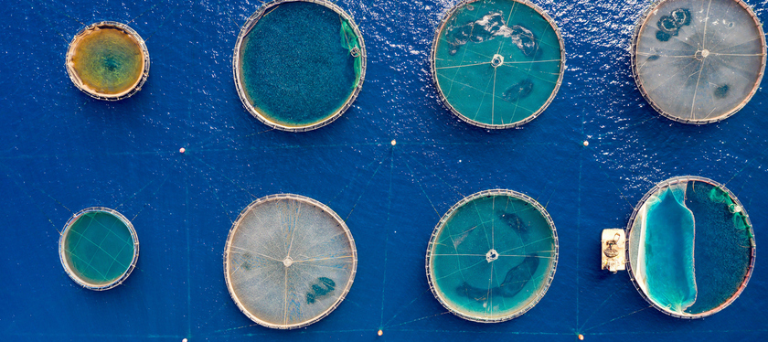 As a seafood shortage looms, how can investors tackle the risk of 'aquafailure'?